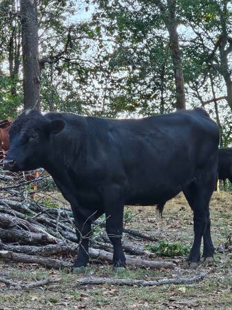 Angus bulls 1