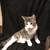Sweet kittens in need of homes due to care of handicap family member 14 thumbnail