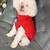 2 yro mini Poodle boy 4 thumbnail