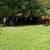 Bred cows 3 thumbnail