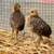 Yellow golden Phesant chicks 2 thumbnail