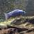 4 african cichlids 1 thumbnail