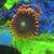 Reef Corals 13 thumbnail