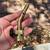 Worthington UL2317 Brass Pencil Flame Propane Torch Head - Works Great 1 thumbnail