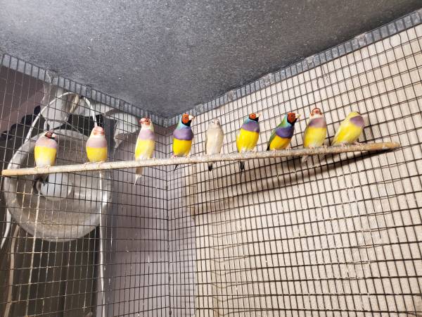 SF bay area for sale 