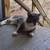 Are you missing a cute cat? 7 thumbnail