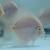 Live Freshwater Fish Discus, Guppy, Molly, Parrot Cichlid, Flowerhorn 5 thumbnail