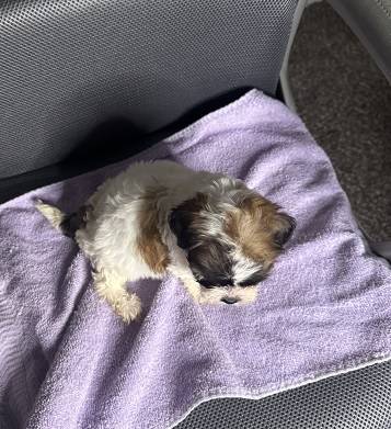 ¡Adorables cachorros Shihpoo! (hercules, pinole, san pablo, el sob)64190988710786121