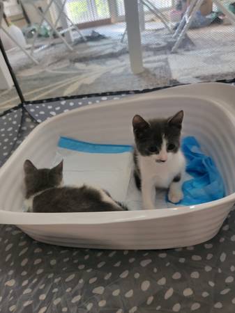 Cute Kitten63690333770883121