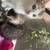 Kittens 6 thumbnail