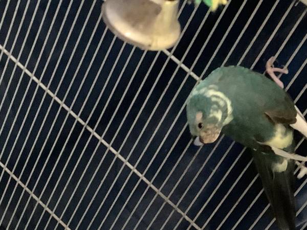 Turquoise female kakariki590778263552675841