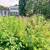Communal Housing w/ Garden 15 thumbnail