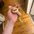 1.8 years old female albino conda hognose snake 1 thumbnail
