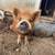 pigs 6 thumbnail