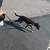 Local Pet Caregiver 2 thumbnail