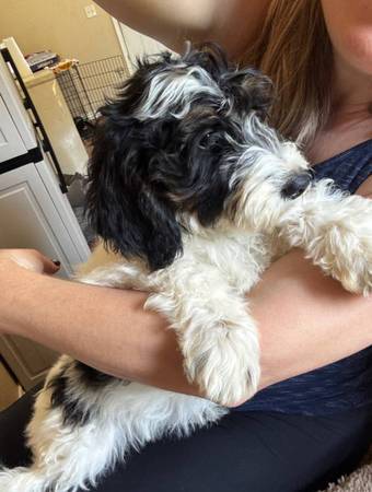 Need to good home Bernedoodles (Queens)63866980426881121