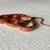 Corn Snake ( BL00DRED ) 1 thumbnail