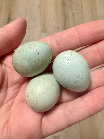 Celadon Coturnix Quail Breeding Group – 2 Months Old – Proven Layers (Port St Lucie)63667812924289122