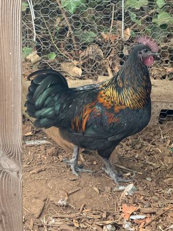 Handsome Rooster with extra toes (Free to good home) (Mulino)63842371833601120