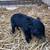 Mulefoot/kunekune cross piglets 2 thumbnail