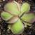 Carnivorous Plants Large Selection! Pitcher Plant Venus Flytrap Sundew 3 thumbnail