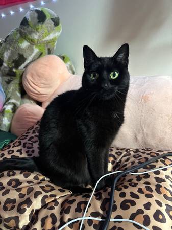Has anyone seen my cat63857444830467120