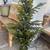 4ft Norfolk Pine tree 2 thumbnail