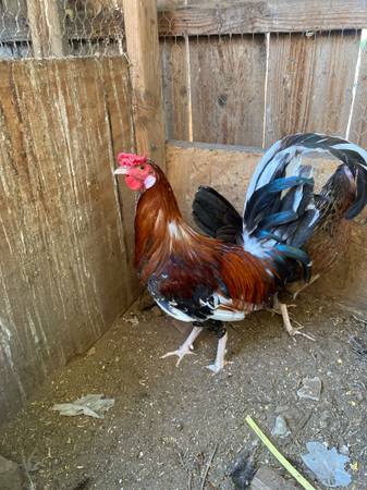 Rooster 1