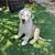 Old English Sheepdog Puppie 7 thumbnail