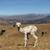 Alpaca/Llama 4 thumbnail