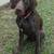 Free german short haired pointer 1 thumbnail