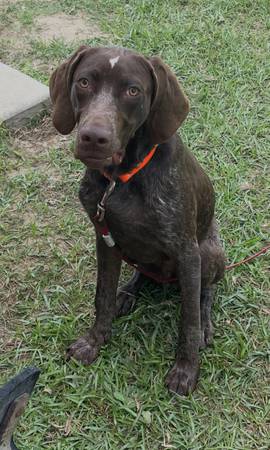 Free german short haired pointer 1