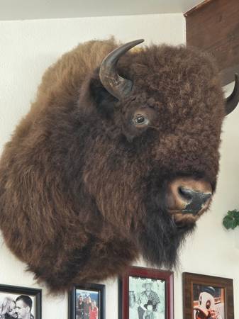 Buffalo Mount 1