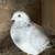 Pigeons 3 thumbnail
