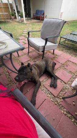 Rehoming Cane Corso (Austin)63975348978818121