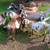 Kinder X Nubian goats 1 thumbnail