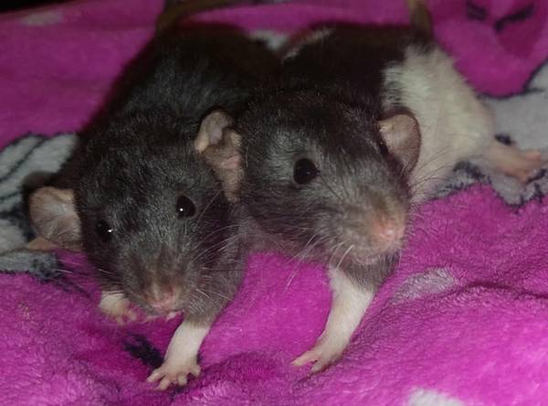 Hermanas Dumbo (SeaTac)63853557581953122