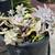 Big 15 Gallon Succulent Pots Huge Variety Each Pot 2 thumbnail