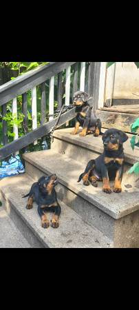 Rottweiler Puppies (Fox Lake)63844236392579123