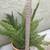 Healthy asparagus in a blue glazed pot 4 thumbnail