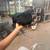 Ayam Cemani – $100 10 thumbnail