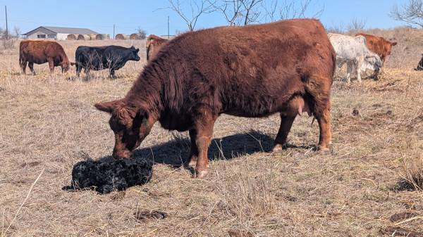 Drop the Bull! Artificial Insemination for your Cows! 1