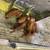 Feeder pigs/ bacon seeds 2 thumbnail