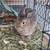 5.5 month Dwarf/Holland Lop Bunny & Home 1 thumbnail