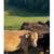 12 Black Heifers/3 Steer 4 thumbnail