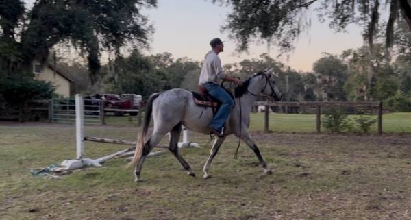 Thoroughbred gelding 1