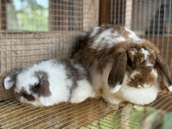 Holland lop (Mobile)63920391154819120
