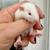 Baby PET rats! 5 thumbnail