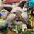 🍄 Beautiful English Angora Bunny Three Months Old 7 thumbnail
