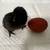 Ayam cemani + black jersey giant chicks NEW BREED 1 thumbnail